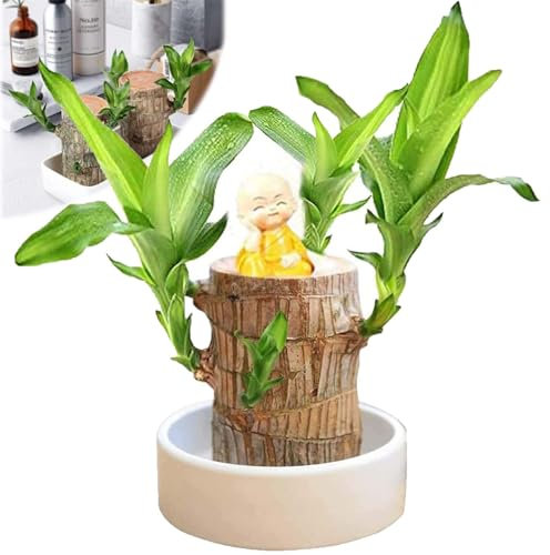 Madera brasileña, planta de madera brasileña con Groot, decoración de madera brasileña, plantas de interior de madera brasileña, plantas de jardín para el hogar, adecuadas para cultivo en interiores