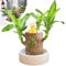 Madera brasileña, planta de madera brasileña con Groot, decoración de madera brasileña, plantas de interior de madera brasileña, plantas de jardín para el hogar, adecuadas para cultivo en interiores