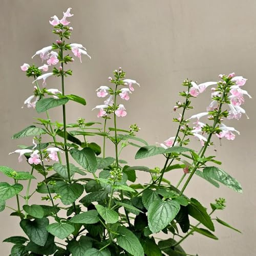 salbei - Salvia greggii - luftreinigende zimmerpflanzen blumensamen gastgeschenk wildkräuter blumenwiese kräutergarten küche geschenk zimmerpflanzen gartenkräuter balkonblumen für 600samen
