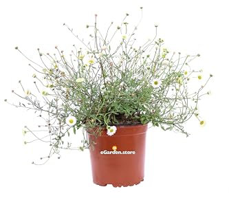 Pianta di Erigeron Karvinskianus pianta da esterno pianta ornamentale di Erigeron a fiore bianco e rosa pianta vera pianta tappezzante venduta da eGarden.store