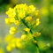 500 Graines de Moutarde Blanche - plantes aromatique potager - semences paysannes reproductibles - SemiSauvage
