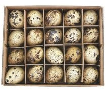 Wachteleier Eier ausgeblasen Ostern Naturel 60 Stk