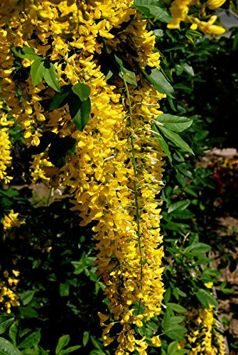 Edelgoldregen Vossii Laburnum watereri Vossii Containerware 60-100 cm