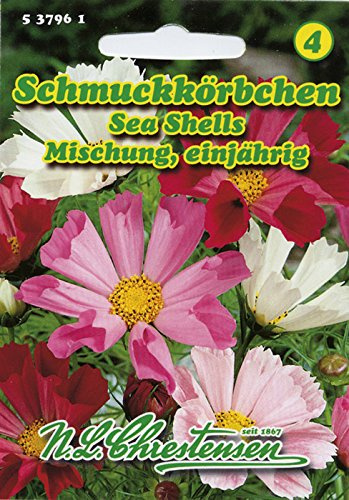 Schmuckkörbchen 'Sea Shells-Mischung' einjährig, attraktive Einzelblume, Cosmea 'Cosmos bipinnatus'