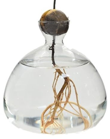 Vase d'avocat en verre, pot de plantes, kit de culture d'avocat, kit de culture de germes, vase hydroponique transparent, vase d'avocat, pot de fleurs, décoration de bureau à domicile, cadeaux de