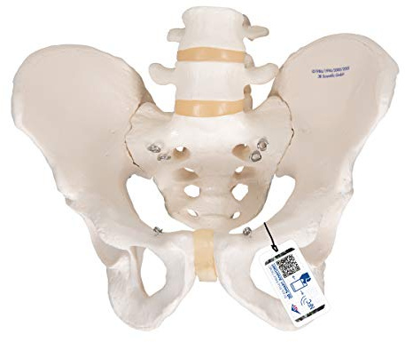3B Scientific Menschliche Anatomie - Becken-Skelettmodell, männlich + kostenlose Anatomie App - 3B Smart Anatomy