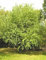 50 Osage Orange Tree Samen Milchorangenbaum Baum, Hirsch und Insektenschutz