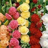 Fordhook Riesen Malve Mix 50 Samen -Alcea-Stauden