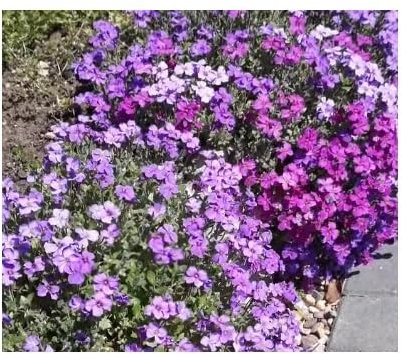Stk - 800x Blaukissen Aubretia Mix hybrida Saatgut Garten Pflanzen - Samen K16 - Seeds & Plants Shop by Ipsa