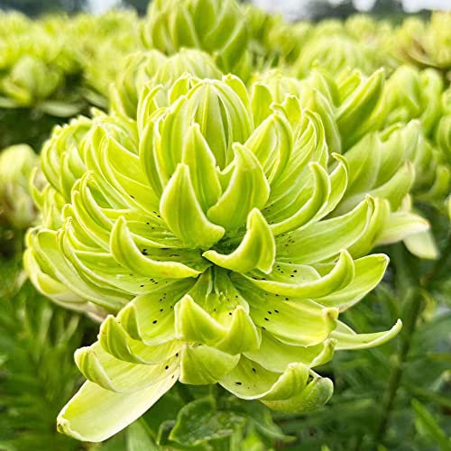 2 Stück lilien zwiebeln kaufen winterhart mehrjährig garten geschenke für frauen winterfeste pflanzen für balkon zwiebel bodendecker winterhart mehrjährig frühlingsblüher zwiebeln
