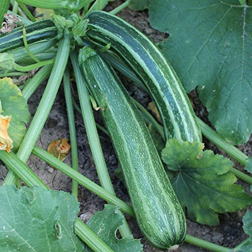 Zucchini Striato d`Italia Samen für ca. 10 Pflanzen - gestreifte Früchte, guter Ertrag