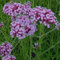 Argentinisches Eisenkraut blauviolett, Topf-Ø 11 cm, 3er-Set