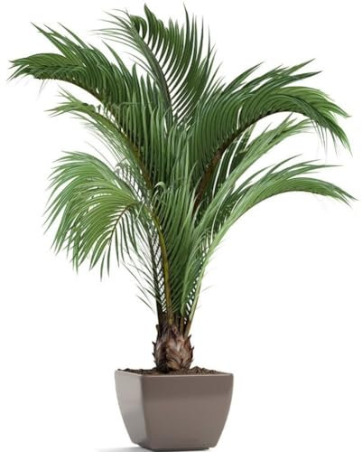Autocollants Muraux D'art En Pot De Plantes Vertes De Simulation, Autocollant Mural De Plante Verte 3d, Autocollant Mural De Fleur De Plante De Vase Pour Décoration De Bureau De Salon De Chambre À