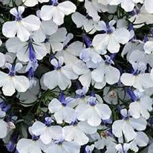 Lobelia Plants, Trailing 'White', 20 x Full Plant Pack, Lobelias, Garden Ready, White Lobelias, Summer Flowers, Trailing Lobelia, Ready to Plant, Premium Quality Bedding Plants