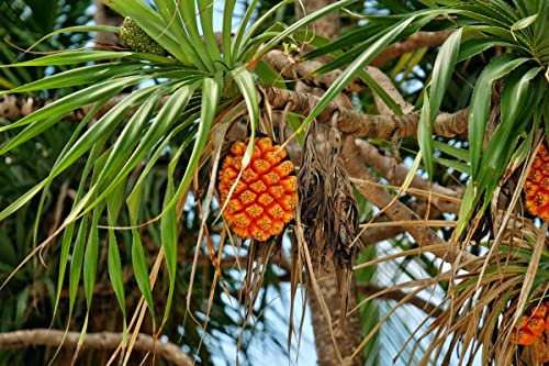 Schraubenbaum Pandanus amaryllifolius Pflanze 5-10cm Pandan-Palme Rarität