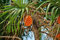 Schraubenbaum Pandanus amaryllifolius Pflanze 5-10cm Pandan-Palme Rarität