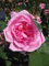 Englische Rose Gertrude Jekyll® - Rosa Gertrude Jekyll ® - Austin Rosen Duft++++