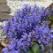 kriechender günsel samen, kräutergarten indoor, wildkräuter samen kriechender günsel saat kräutersamen, winterharte pflanzen für garten herbstblumen winterhart, kräuterpflanzen kräuter 150pcs