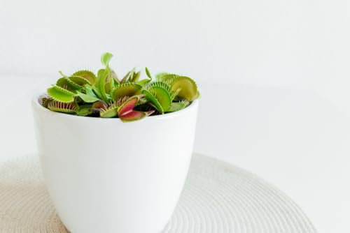 Esemplare Dionea Muscipula Pianta Carnivora - Pianta Esotica da Interno - Ideale per Terrari e Collezioni Botaniche,Pianta vera vaso ceramica 13 cm. diametro extra large !