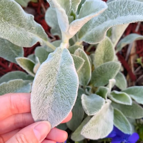 30 pcs Wollziest Bodendecker Pflanze Kaufen Samen, hochbeet kräuter heilpflanzen samen Wollziest Stachys Byzantina, pflanzensamen, pflanzen für sonnige plätze, saatgut blumenbeet kräutersamen,