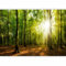 murando Fotomurales autoadhesivos Bosque 245x175 cm Papel Pintado Decoración de Pared Murales Pegatina decorativos adhesivos 3d Fotográfico Paisaje Naturaleza Rayo de sol c-B-0663-a-a