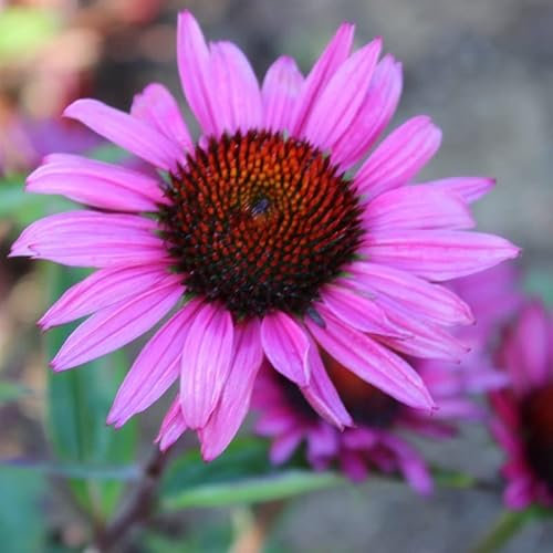6x Rudbeckia pourpre 'Fatal Attraction' - Echinacea purpurea ‘Fatal Attraction’® - Kleincontainer 9x9cm