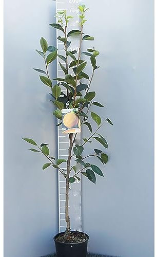 SAVINI VIVAI Kako-Pflanze, Vanille-Obstpflanzen, Kakibaum im Topf, 22–24 cm, 2–3 Jahre, Höhe 130–150 cm, hergestellt in Italien