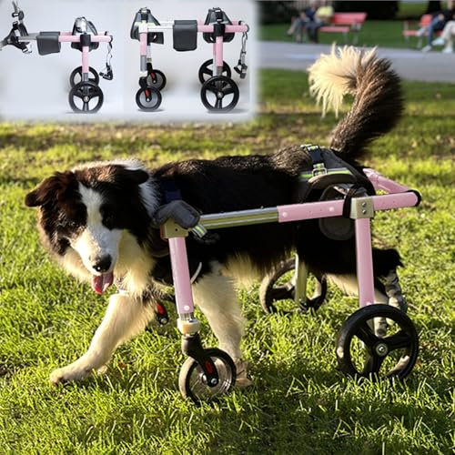 Hunderollstuhl, Rollstuhl für große Hunde, 4 Räder/2 Räder, Trolley zur Unterstützung der hinteren Gliedmaßen mittelgroßer Haustiere, L/XL/XXL, Fahrradanhänger für verletzte Hunde mit Beinsc
