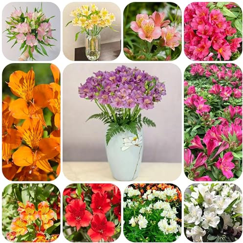 Semi di fiori di Alstroemeria, semi di fiori fiori primaverili profumati piante da appartamento Giglio peruviano semi di piante perenni Serie Piante Rare mini giardino perenni 80pcs