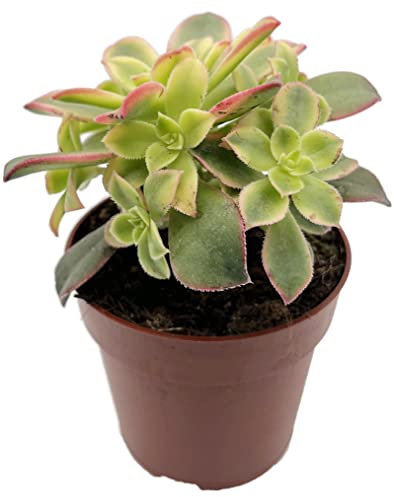 Fangblatt - Aeonium Kiwi - variegate kanarische Rose - bunte und pflegeleichte Sukkulente - wunderschöne Zimmerpflanze