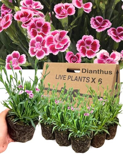 Verdant Living Dianthus Pink Kisses Carnation Pinks – Set of 6 Garden Ready Plants, Easy to Grow Bedding for Outdoor. Fragrant Two-Tone Flowers, 10.5 cm Root Ball – Ideal for Borders & Containers