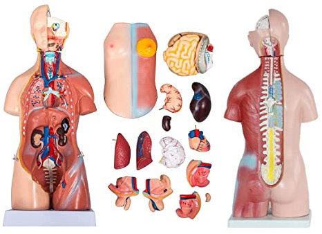 UIGJIOG Unisex Human Torso Model Heart Hirnmodelle Menschliches Körper Skelett Menschlicher Körper Modell 23 Teile 45 cm Menschlicher Torso Anatomie Modell Medizinischer Bildungsunterricht