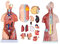 UIGJIOG Unisex Human Torso Model Heart Hirnmodelle Menschliches Körper Skelett Menschlicher Körper Modell 23 Teile 45 cm Menschlicher Torso Anatomie Modell Medizinischer Bildungsunterricht
