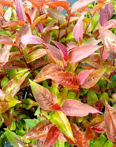 Knöterich Persicaria microcephal Dragon's Eye im 1 Liter Topf