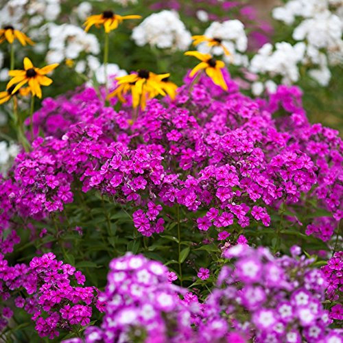 Phlox annuale, Phlox mixed di Drummond - Phlox drummondii