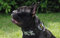 breites Nylon Halsband 4cm Schneetarn Bulldogge