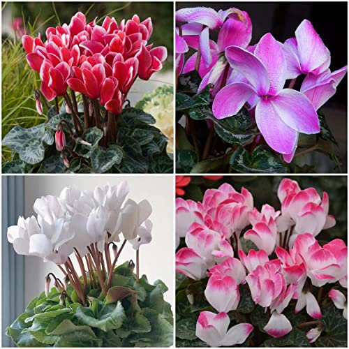 300 Stück cyclamen winterhart samen Alpenveilchen - Seltene Pflanzenserie - blumenmischung deko pflanzen garten nachhaltige geschenke für frauen topfpflanzen draußen winterharte
