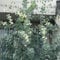 Eukalyptus Samen Winterhart - Eukalyptusbaum Eucalyptus Robusta - Bäume Balkon Beet Winterharte Kübelpflanzen Wanddeko Pflanzen Saat Pflanzen Winterhart 50 Stück
