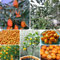 300 pcs Kumquat Baum Samen exotische pflanzen samen garten hochbeet Citrus japonica obstbäume zimmerpflanzen balkongarten pflanzen geschenk biosaatgut garten-geschenke sukkulenten