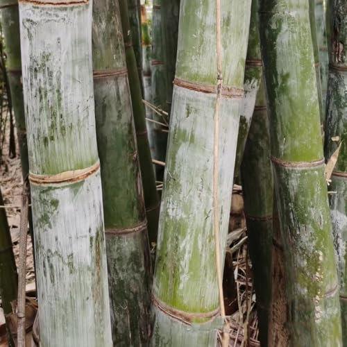 220 Pcs Bambus Samen Winterhart Schnellwachsend - Bamboo - Bambus Pflanzen Samen, Bonsai Tree Bäume Pflanzen Bambuspflanze Bambus Samen Indoor, Topfpflanzen Draußen Winterhart, Hochbeet