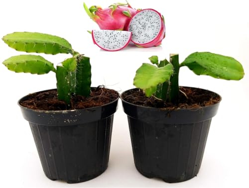 POWERS TO FLOWERS - PITAYA, FRUTTO DEL DRAGO, HYLOCEREUS UNDULATUS, DRAGON, 2 PIANTE VASO 12CM, piante vere