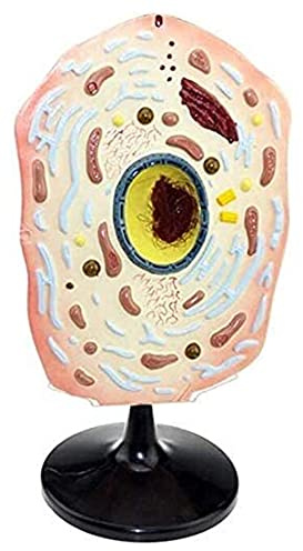 Teaching Organ Model Animal Cell Plant Microscopic Specimens Magnified Anatomy for Study Display Model Anatomical Model Skeleton Model
