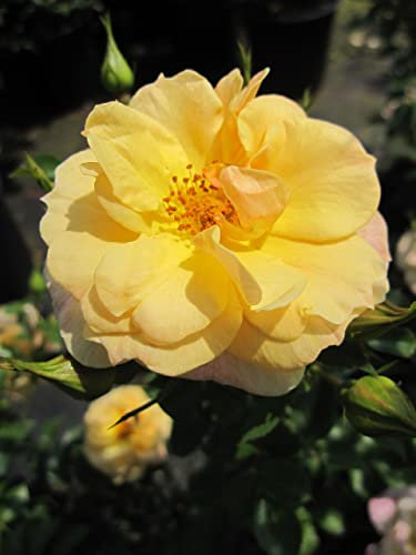 Rosa Zorba® - Kletterrose Zorba®
