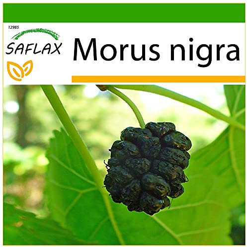 SAFLAX - Schwarzer Maulbeerbaum - 200 Samen - Mit keimfreiem Anzuchtsubstrat - Morus nigra