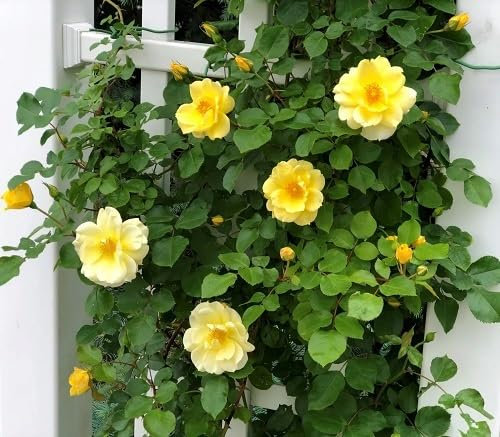 Generische 100 Stück gelbe Kletterrosen-Blumensamen, gelb