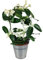 Stephanotis mit weißen Blüten inklusive Übertopf und Grußkarte # Pflanze # Zimmerpflanze # Büropflanze