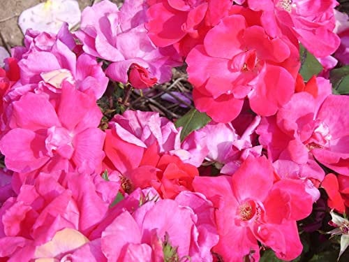 'Knockout' - Groundcover - Clusters of Rich Cherry Red Blooms - Potted Rose