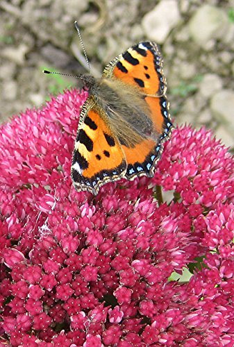 10 EMPERADOR DE ONDA Sedum Semillas Red vertical Telephium suculento de la flor de jardín de piedras
