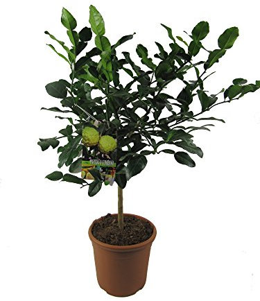 Kaffir Limette - Kaffir Limettenbaum ca. 70 cm Gärtnerqualität
