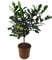 Kaffir Limette - Kaffir Limettenbaum ca. 70 cm Gärtnerqualität